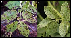 12-3early-blight-and-brown-leaf-spot-framed