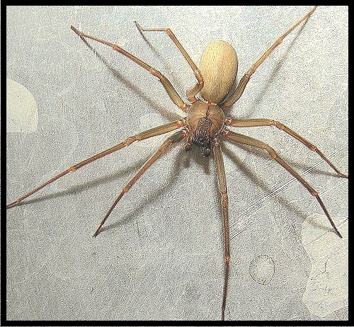 brown-recluse