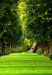Green-Alley-Under-The-Trees